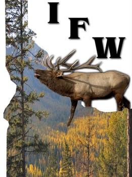   New elk